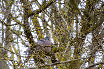 Two wood pigeons nestled quietly on a mossy branch in spring thicket. Calm pigeons resting in dense branches, eye-level shot, peaceful mood, springtime forest intimacy, nature observation concept.