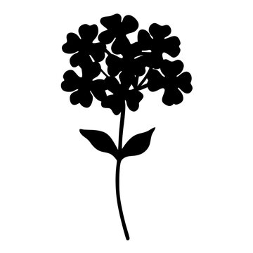 Black and white illustration of verbena , flower silhouette vector designs.