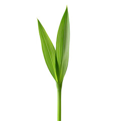 Fresh green plant sprout growing seedling nature agriculture botany stem isolated on transparent  background png