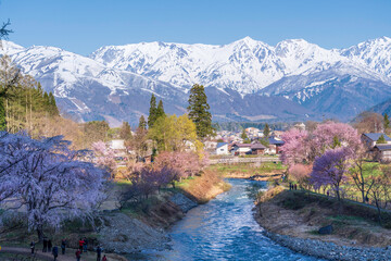 白馬村大出公園から満開の桜と雪をかぶった北アルプス