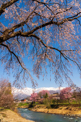 白馬村大出公園から満開の桜と雪をかぶった北アルプス