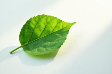 single leaf on white background with light source, leaf, natural, illumination