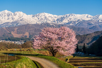 白馬村野平地区からの満開の一本桜と雪の白馬岳