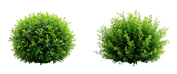 Set of Boxwood (Buxus sempervirens) shrubs isolated on transparent background.