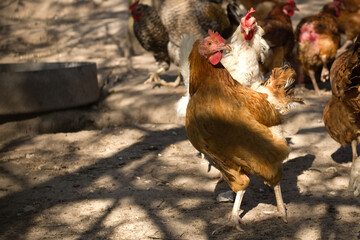 Hen and chickens, laying hen. Flock of chickens.