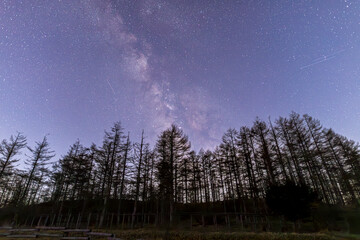 高ボッチ高原からカラマツ林に昇る天の川