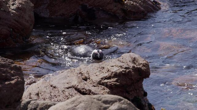 A Cape Penguin, also known as a Jackass Penguin, swims in the gentle waves of a calm, clear rocky sea pool at Betty&rsquo;s Bay on the Western Cape coast.     