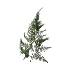 A delicate green Asparagus fern leaf with fine, feathery foliage displayed on a clean white background.