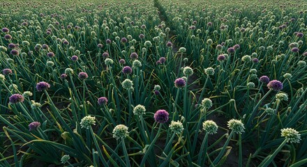 Onion Field with Purple and White Flowers