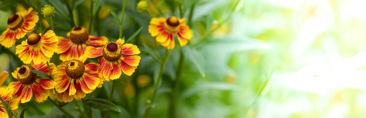 A vibrant close up of fiery yellow кed garden flowers bathed in morning sunlight,