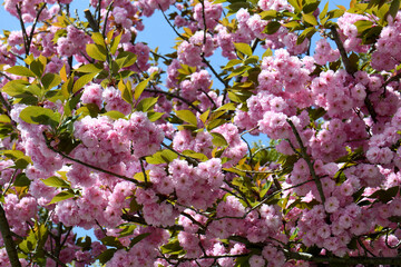 Fototapeta premium 八重桜