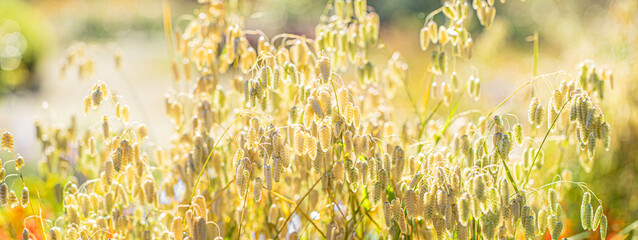 Delicate ornamental grass glowing in soft sunlight creates peaceful nature inspired backdrop.
