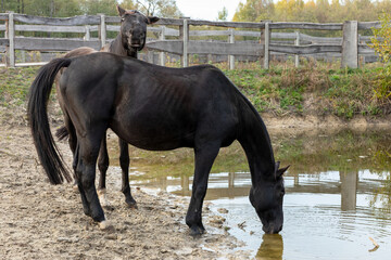 One horse is drinking water from the watering hole, the other is looking over it. A paddock fence...
