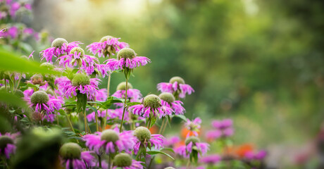 Close up of blooming pink echinacea flowers in lush summer garden. Copy space for text.