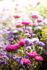 Fototapeta premium Vertical photo of vibrant garden flowers in shades of pink and violet with soft lightю