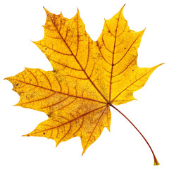 Obraz premium close up of vibrant yellow maple leave