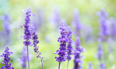 Obraz premium Vertical lavender stalks in pastel light create tranquil atmosphere. Selective focus. Copy space.