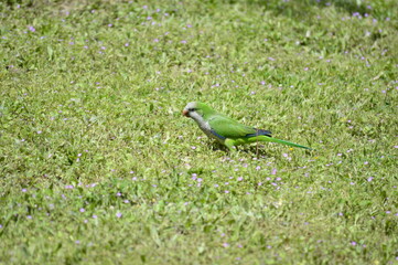 cotorra argentina loro verde	