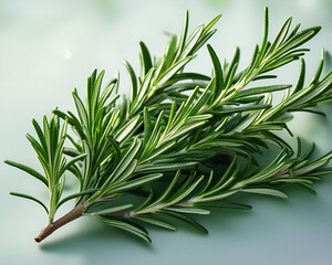 Fototapeta premium A close-up of a rosemary sprig, displaying the leaves that resemble needles.