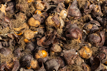 flower bulbs with roots and husks close-up, gardening and planting season