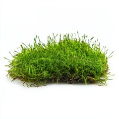 Lush Green Moss Texture Natural Spring Nature Background Isolated life leaf stem wild land plant