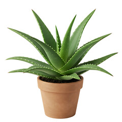 Fototapeta premium Close-Up of Aloe Vera Leaves in a Decorative Pot
