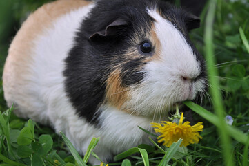 Closeup guinea pig tricolor in the grass eating yellow dandelion flower.Portrait of cute guinea pig...