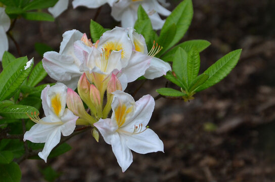 Asaleas 'Persil ' blooming shrub . Closeup white Azalea (rhododendron) bush with yellow accents flowers ,peach buds and green leaves. Gardening   growing asalea bushy plant concept. Free copy space.