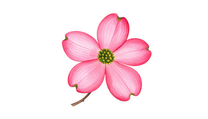 Fototapeta premium Vibrant pink flower blossom with lush green leaves on a striking black background