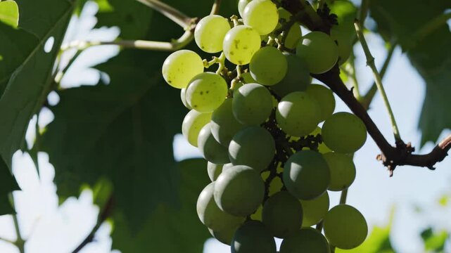 White Grapes Close-up God Rays Golden Hour Sunlight Vine Ripe Winemaking Vineyard. White wine