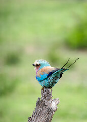 Back and tail of European roller, colorful bird on dry branch, green background