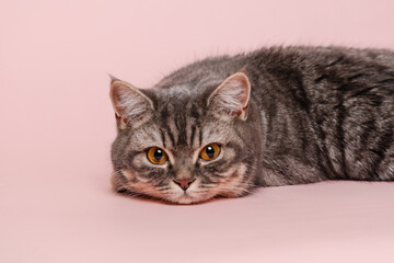 Funny gray cat isolated at pink background
