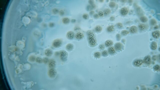 Microbes Reproduce by Self-Replication