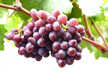 bunch of grapes