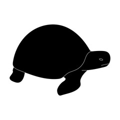 turtle, Sea turtle, Land turtle, Reptile, Shell, Tortoise, 