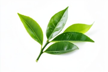 Obraz premium green tea on a white background