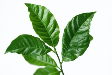 Fototapeta premium green leaf isolated on white