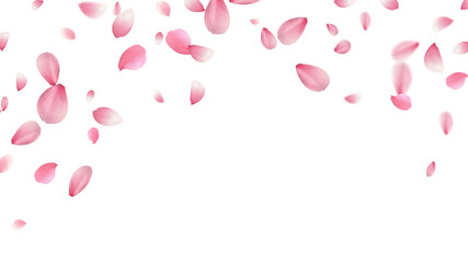 spring banner template cherry blossom Or sakura flying petals vector illustration romantic background with realistic pink cherry flower petals flow or falling motion