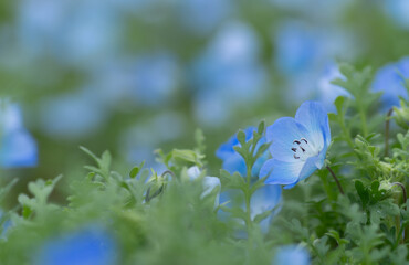 咲いている美しいネモフィラ