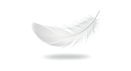 White Feather Floating on White Background
