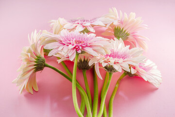 Pink gerbera flowers bouquet on pink background.