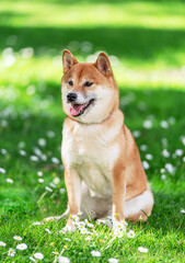 Portrait of smiling Shiba Inu dog sitting on green lawn with daisies.