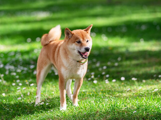 Portrait of smiling Shiba Inu dog sitting on green lawn with daisies.