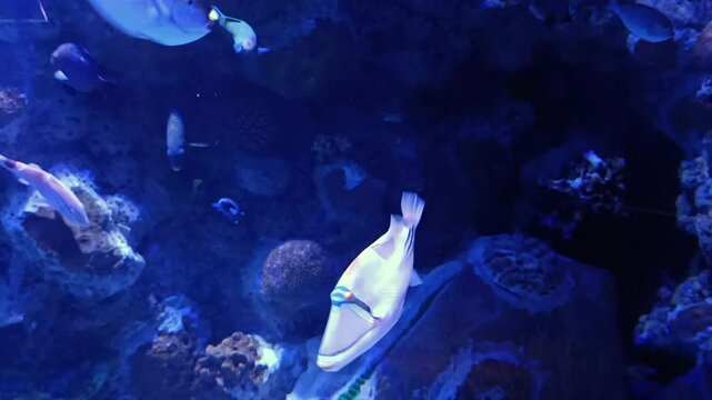 Red sea picasso triggerfish swimming up and down in the underwater aquarium