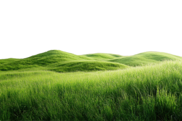 Fresh green rice plant field in Thailand's rural landscape on a summer morning on white background