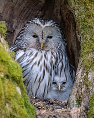 Ural owl with its owlet in the nest