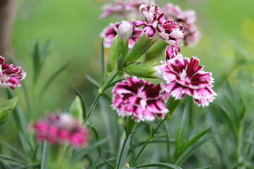 pink flowers in the garden