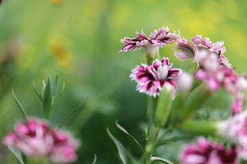pink flowers in the garden