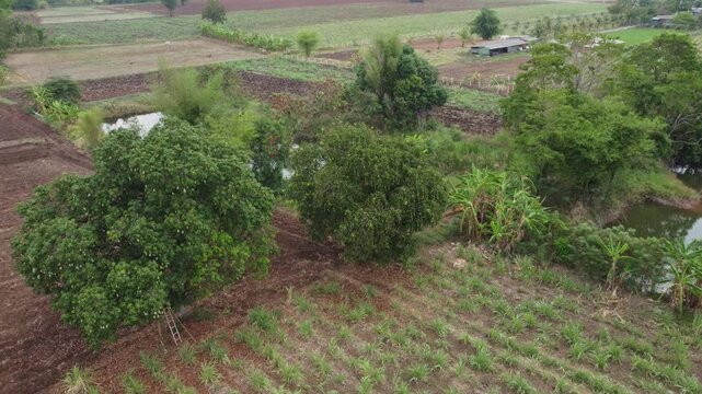 &ldquo;Rare Thai Mango Tree &ndash; &lsquo;Maprang Glon&rsquo; Variety in Rural Garden&rdquo;

