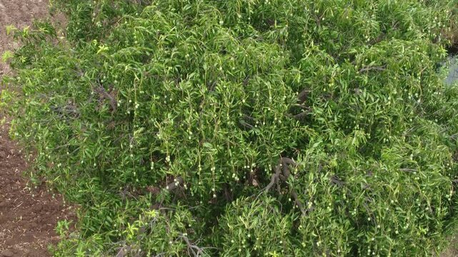 &ldquo;Rare Thai Mango Tree &ndash; &lsquo;Maprang Glon&rsquo; Variety in Rural Garden&rdquo;
